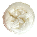 Trandafiri Criogenati NIKI L WHI-01 (Ø4,5cm x H4cm) - Depozitul de Criogenati