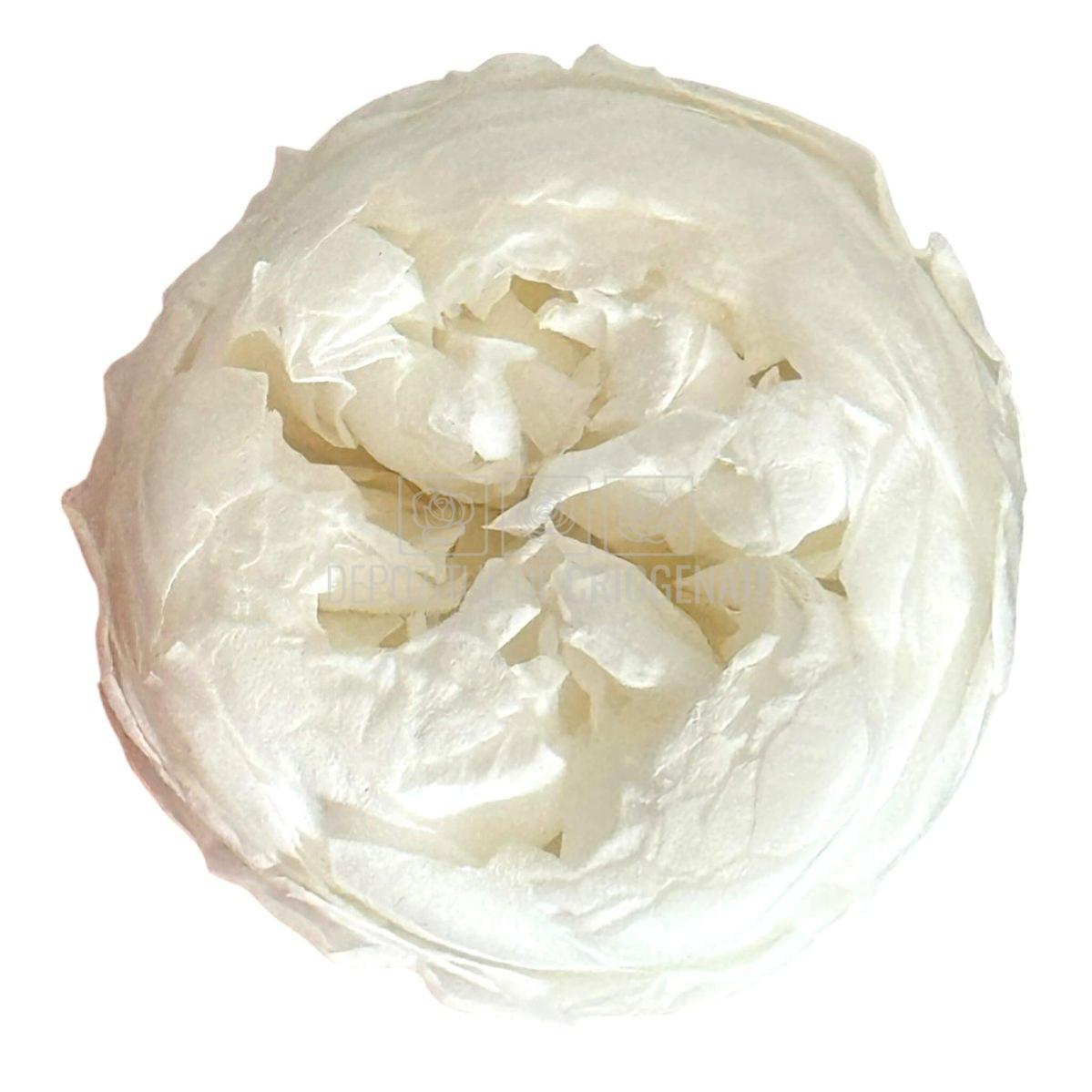 Trandafiri Criogenati NIKI L WHI-01 (Ø4,5cm x H4cm) - Depozitul de Criogenati
