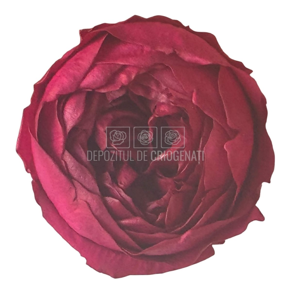 Trandafiri Criogenati NIKI PIN - 02 (Ø5cm x H4cm) - Depozitul de Criogenati