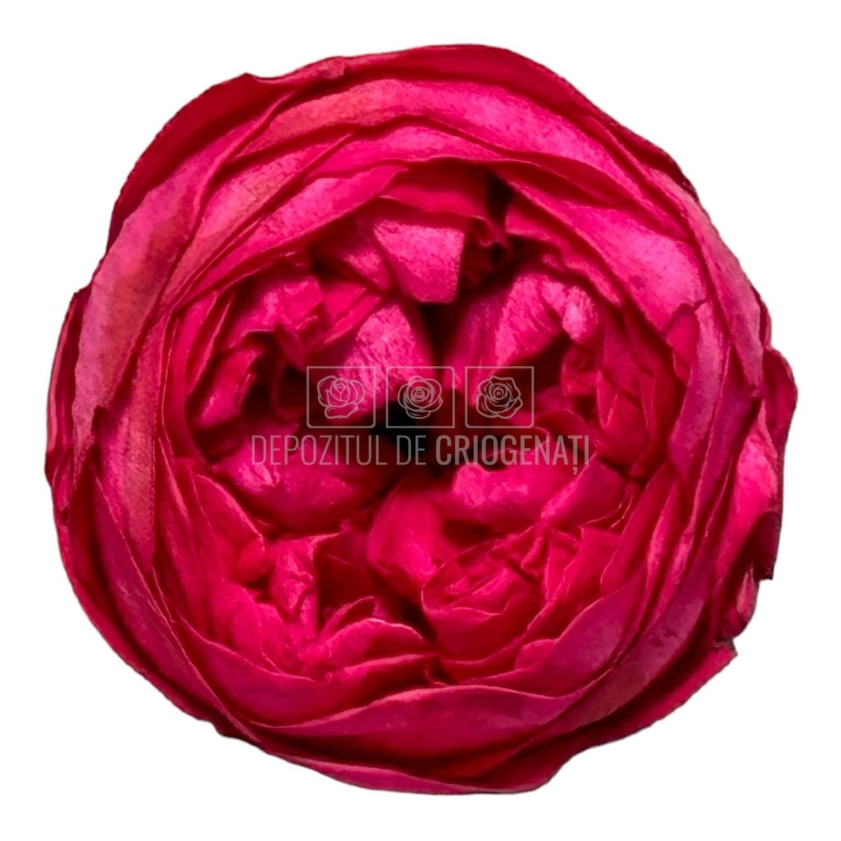 Trandafiri Criogenati NIKI PIN-03 (dia. 5cm, set 6 buc /cutie) - DepozituldeCriogenati.ro