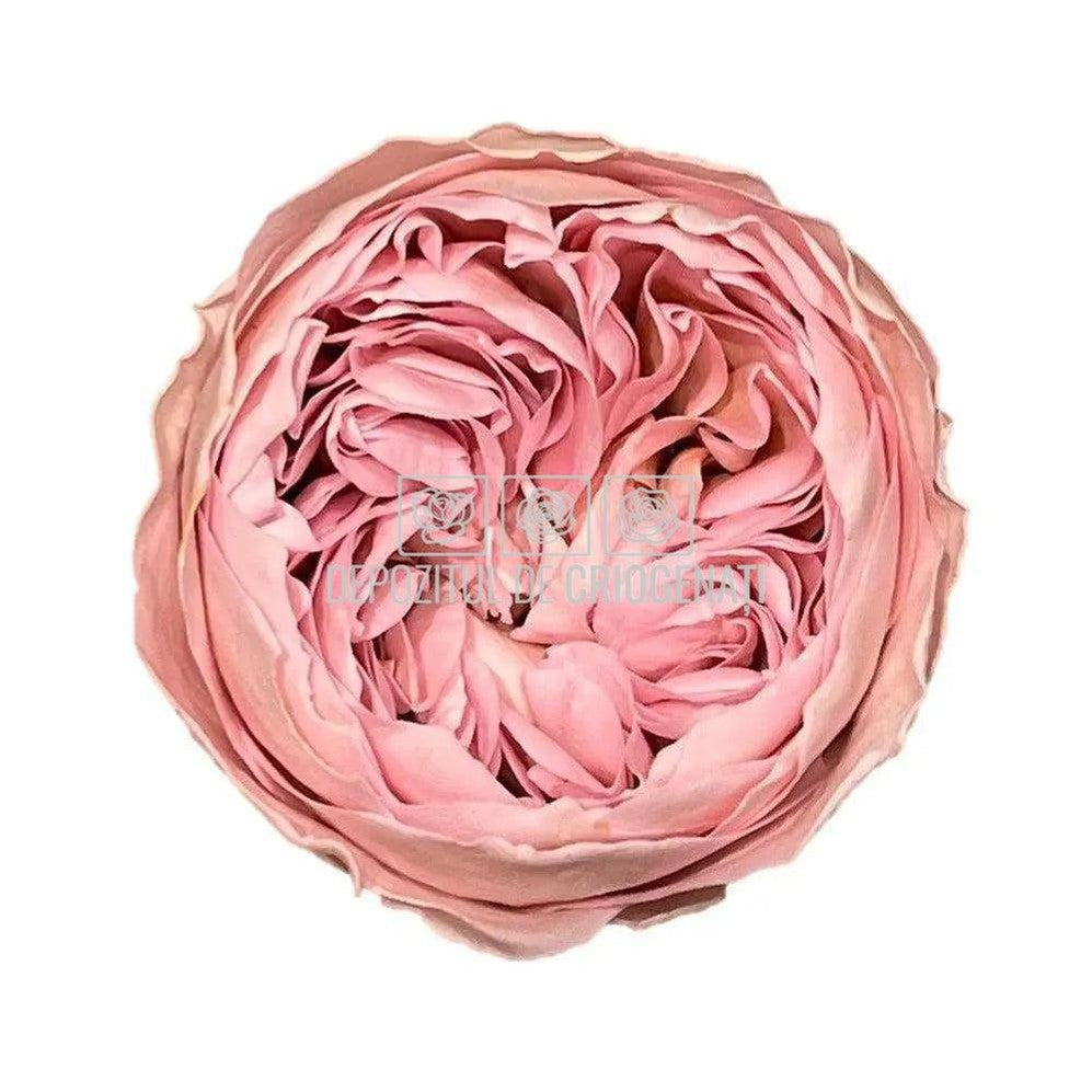 Trandafiri Criogenati NIKI PIN-04 (dia. 5cm, set 6 buc /cutie) - DepozituldeCriogenati.ro