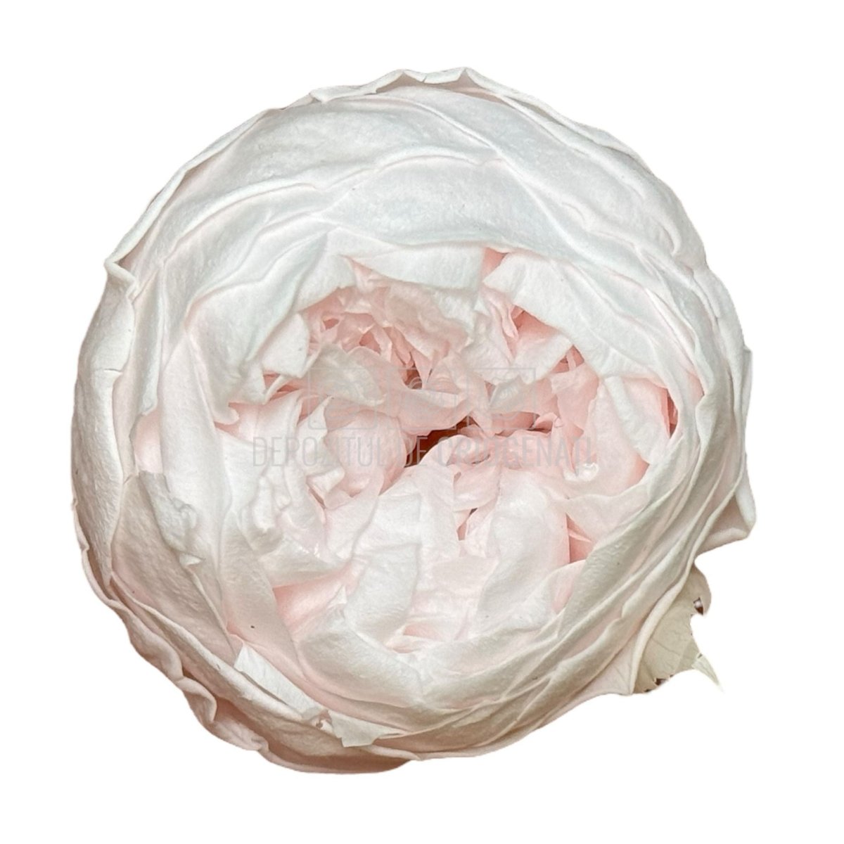 Trandafiri Criogenati NIKI PIN-89 (dia. 5cm, set 6 buc /cutie) - DepozituldeCriogenati.ro