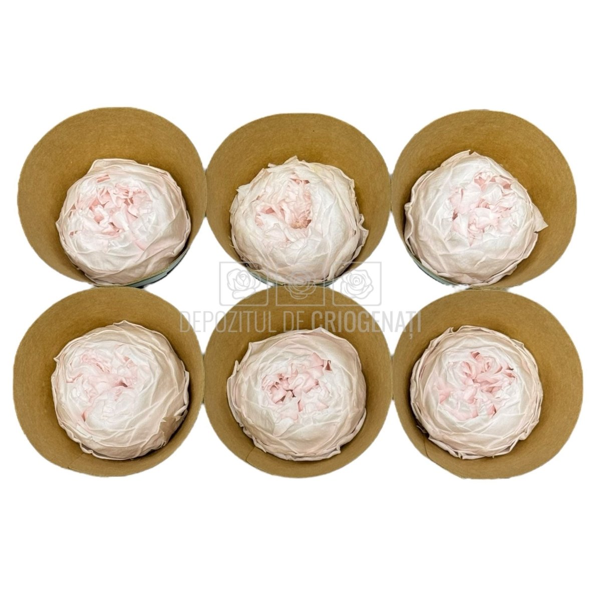 Trandafiri Criogenati NIKI PIN-89 (dia. 5cm, set 6 buc /cutie) - DepozituldeCriogenati.ro
