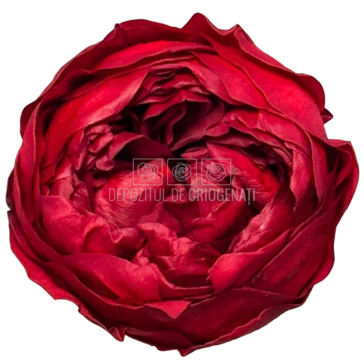Trandafiri Criogenati NIKI RED - 01 - set 6 buc - Depozitul de Criogenati