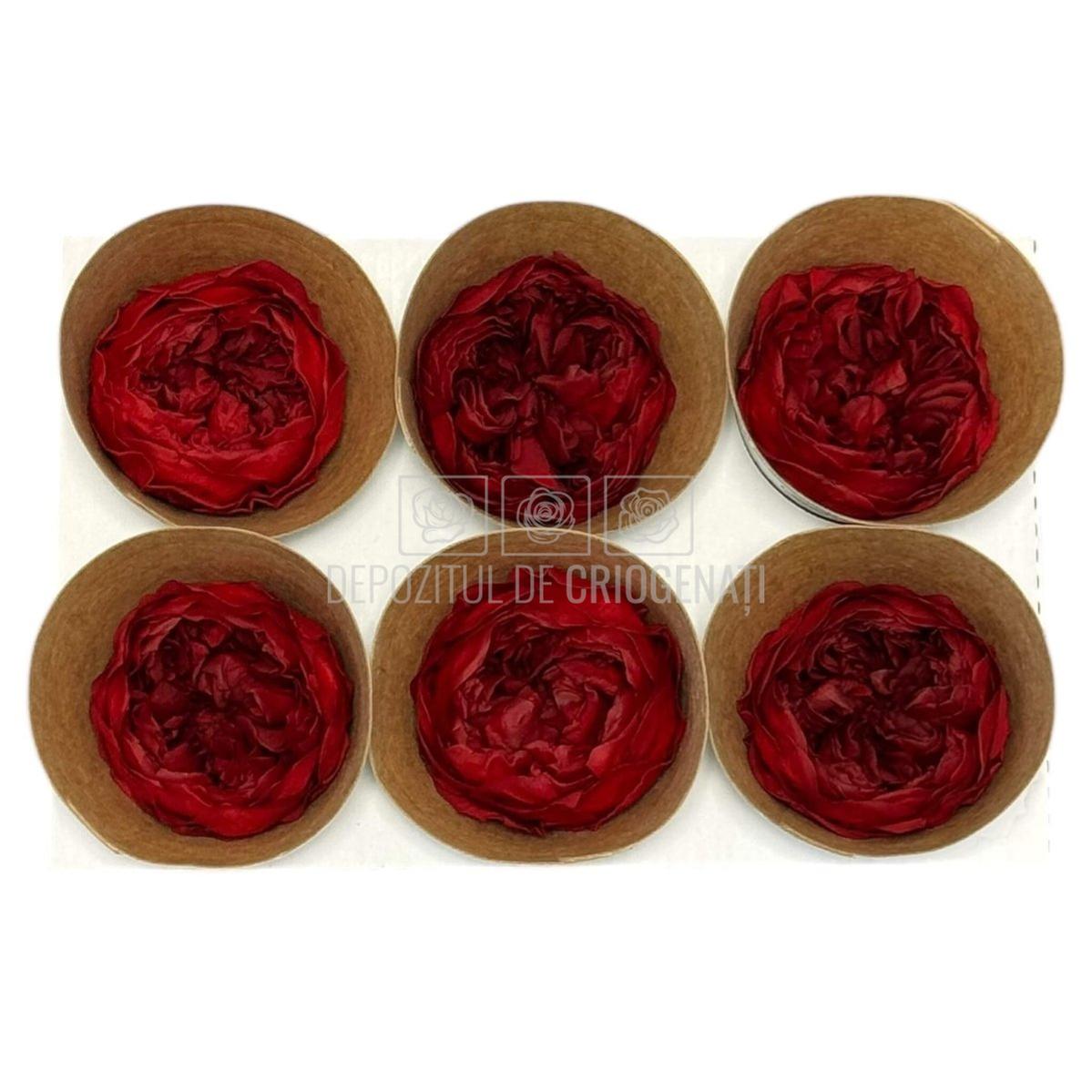 Trandafiri Criogenati NIKI RED - 01 - set 6 buc - Depozitul de Criogenati