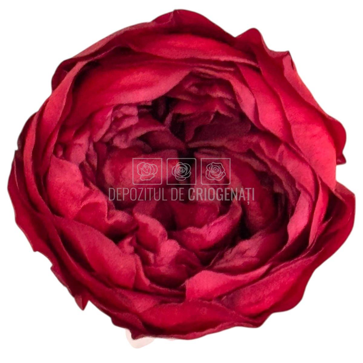 Trandafiri Criogenati NIKI RED - 01 - set 6 buc - Depozitul de Criogenati
