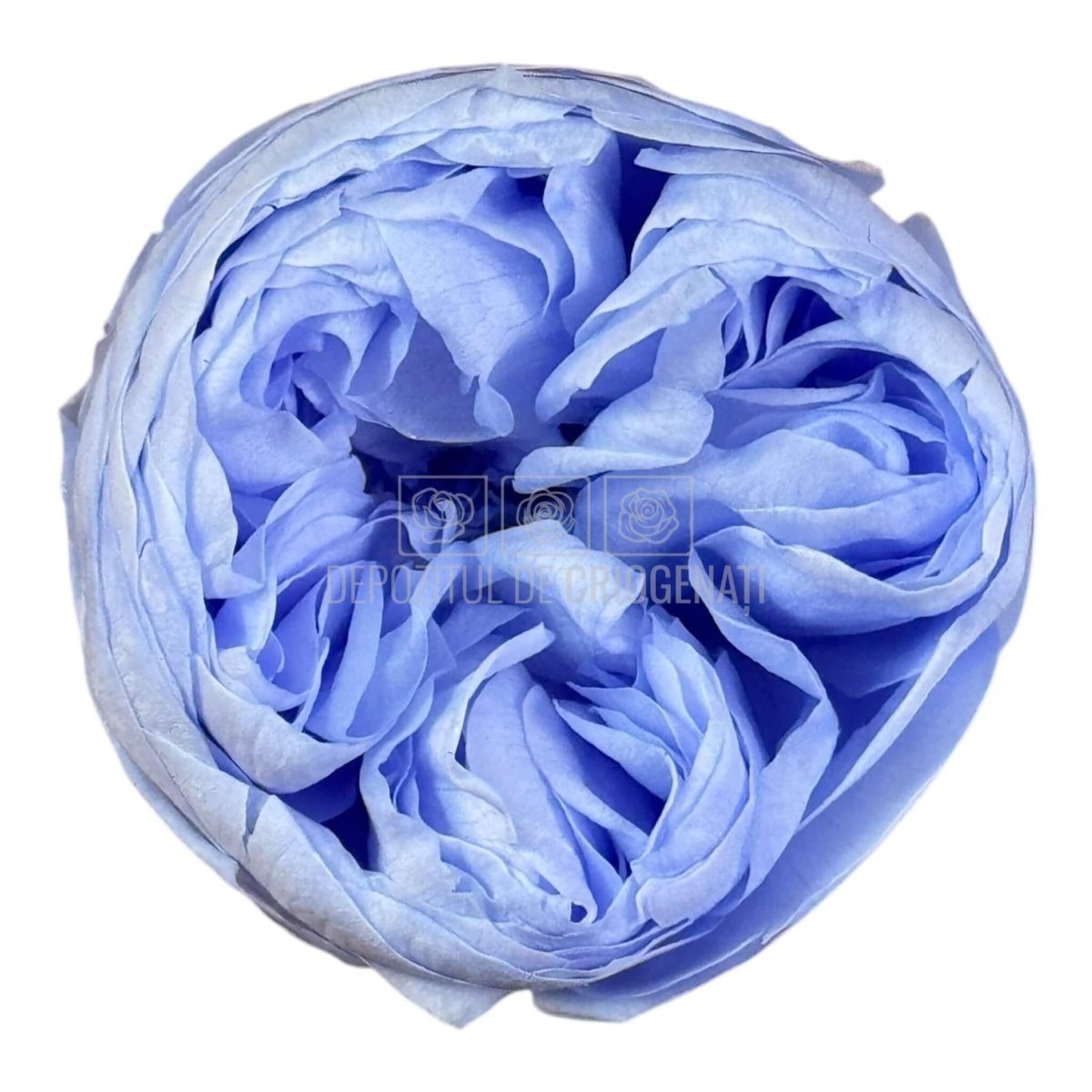 Trandafiri Criogenati NIKI VIO - 89 (dia. 5cm, set 6 buc /cutie) - DepozituldeCriogenati.ro