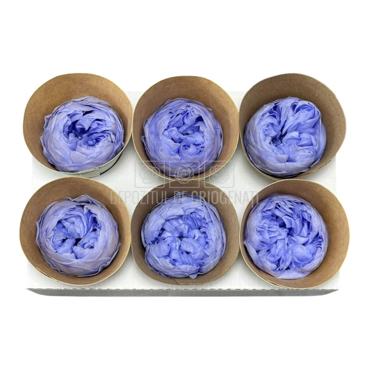 Trandafiri Criogenati NIKI VIO - 89 (dia. 5cm, set 6 buc /cutie) - DepozituldeCriogenati.ro