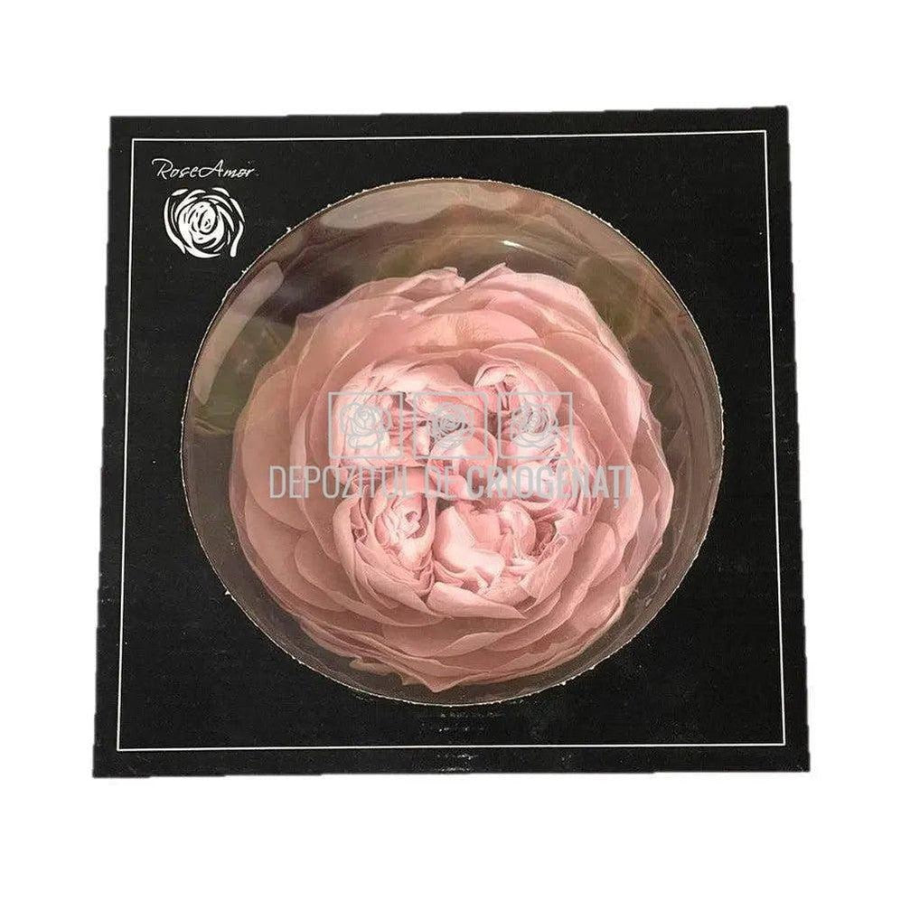 Trandafiri Criogenati NIKI XXL PIN-04 (dia. 9cm, set 1 buc /cutie) - DepozituldeCriogenati.ro