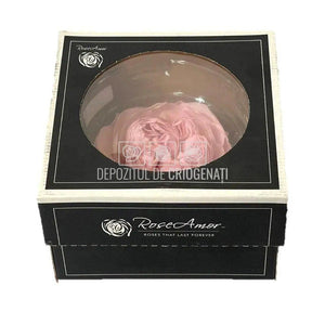 Trandafiri Criogenati NIKI XXL PIN-04 (dia. 9cm, set 1 buc /cutie) - DepozituldeCriogenati.ro