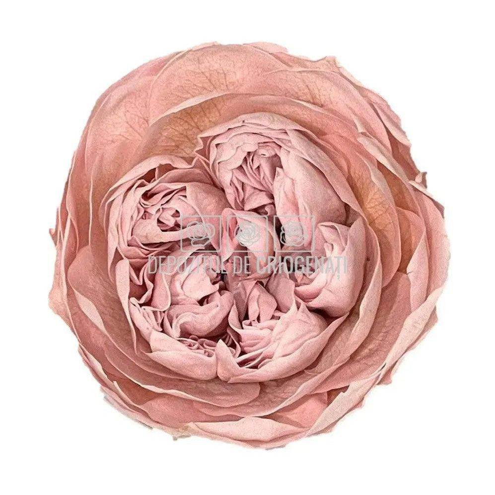 Trandafiri Criogenati NIKI XXL PIN-04 (dia. 9cm, set 1 buc /cutie) - DepozituldeCriogenati.ro