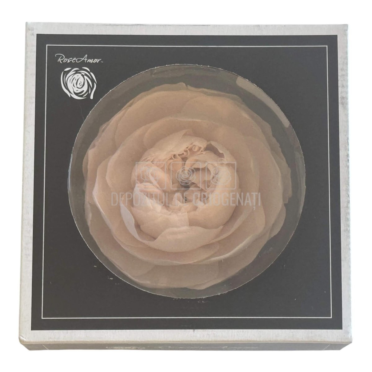 Trandafiri Criogenati NIKI XXL PIN - 79 (Ø9cm x H5,5cm) - Depozitul de Criogenati