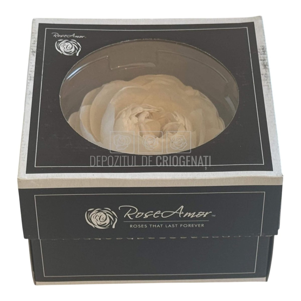 Trandafiri Criogenati NIKI XXL WHI - 04 (Ø9cm x H5,5cm) - Depozitul de Criogenati