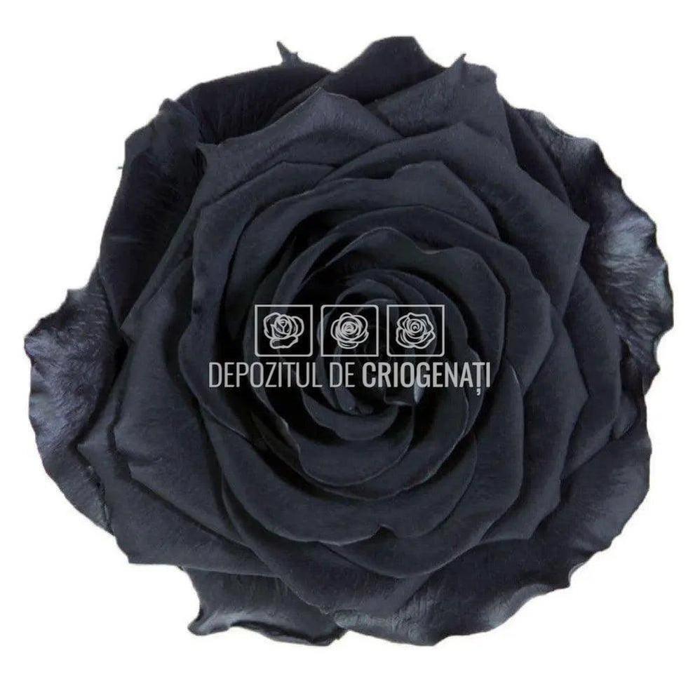 Trandafiri Criogenati PREMIUM BLACK (dia. 7 - 8,5cm) - Depozitul de Criogenati