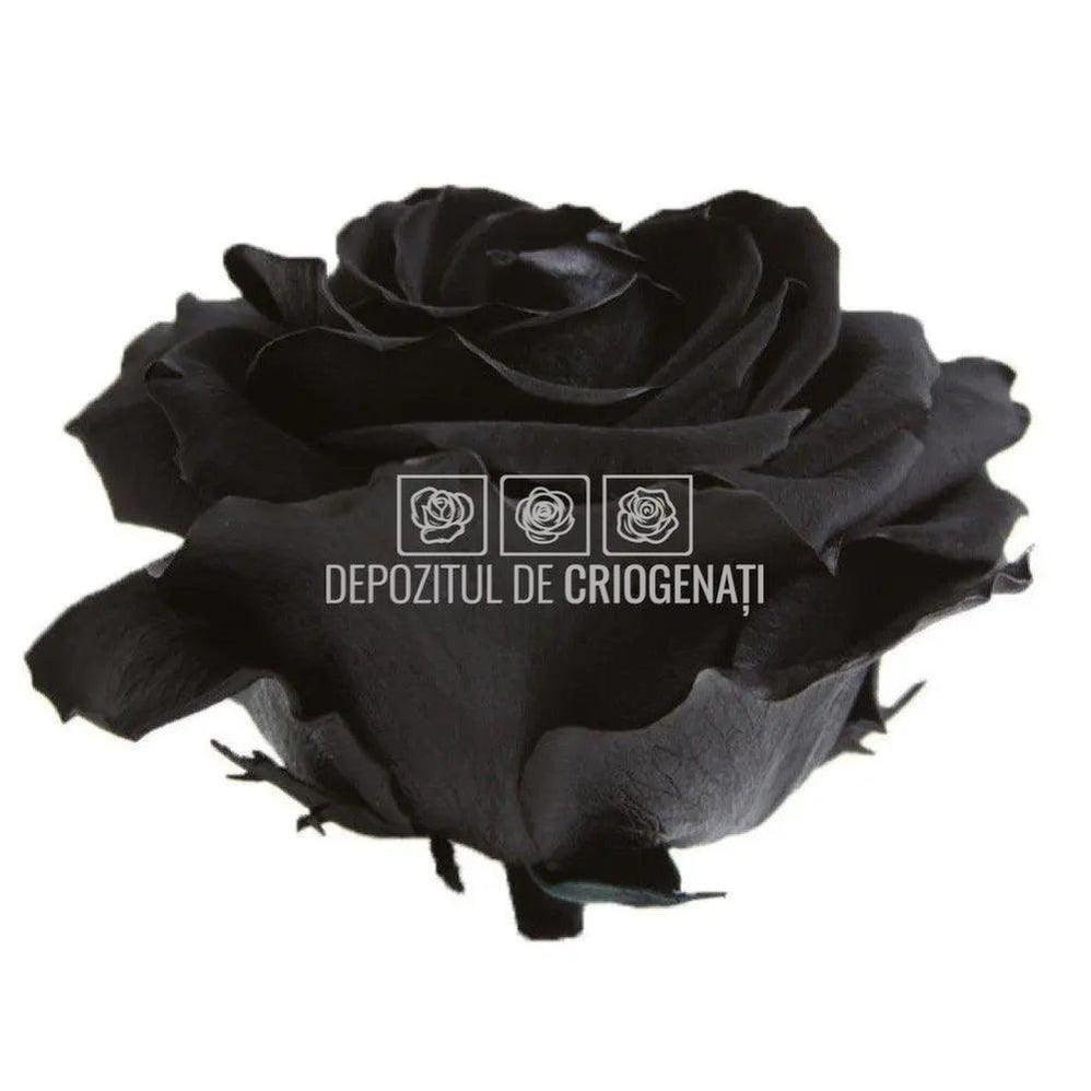 Trandafiri Criogenati PREMIUM BLACK (dia. 7 - 8,5cm) - Depozitul de Criogenati