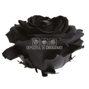 Trandafiri Criogenati PREMIUM BLACK (Ø7-8,5cm; set 4 buc /cutie) - DepozituldeCriogenati.ro