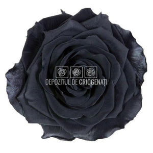 Trandafiri Criogenati PREMIUM BLACK (Ø7-8,5cm; set 4 buc /cutie) - DepozituldeCriogenati.ro