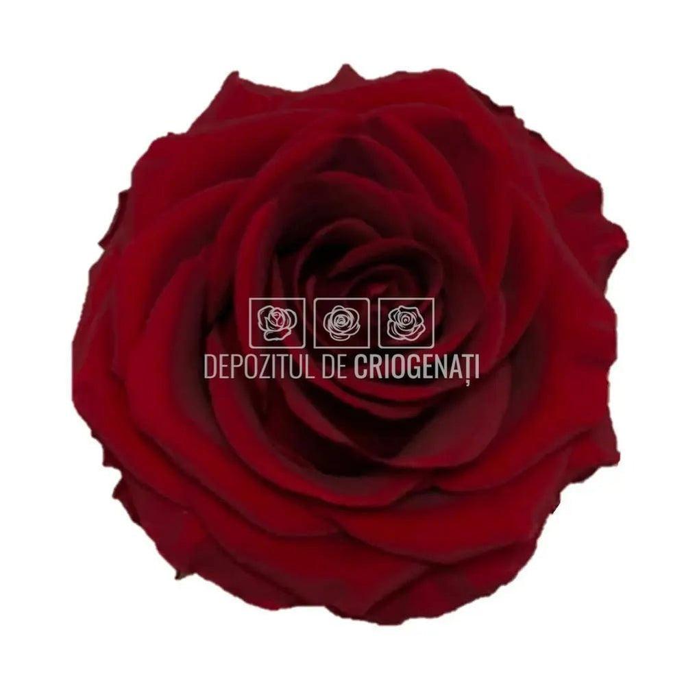 Trandafiri Criogenati PREMIUM BURGUNDY (dia. 7 - 8,5cm) - Depozitul de Criogenati