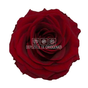 Trandafiri Criogenati PREMIUM BURGUNDY (Ø7-8,5cm; 4 buc /cutie) - DepozituldeCriogenati.ro