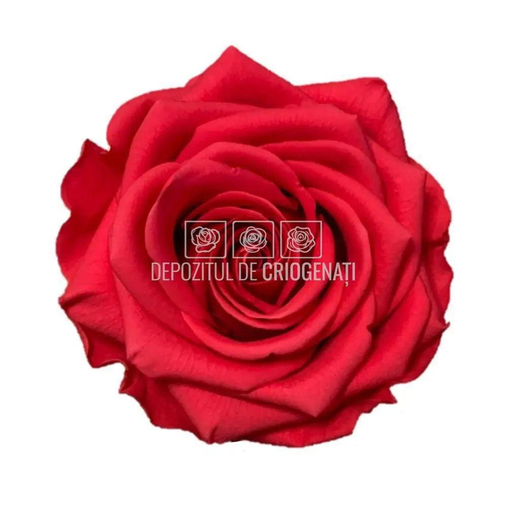 Trandafiri Criogenati PREMIUM DARK PINK (dia. 7 - 8,5cm) - Depozitul de Criogenati