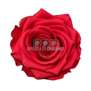 Trandafiri Criogenati PREMIUM DARK PINK (Ø7-8,5cm; 4 buc /cutie) - DepozituldeCriogenati.ro