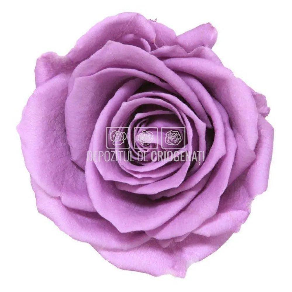 Trandafiri Criogenati PREMIUM LILA (dia. 7 - 8,5cm) - Depozitul de Criogenati