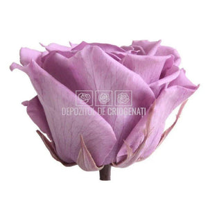 Trandafiri Criogenati PREMIUM LILA (Ø7-8,5cm; set 4 buc /cutie) - DepozituldeCriogenati.ro