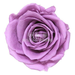 Trandafiri Criogenati PREMIUM LILA (Ø7-8,5cm; set 4 buc /cutie) - DepozituldeCriogenati.ro