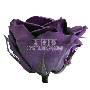 Trandafiri Criogenati PREMIUM PURPLE (Ø7-8,5cm; set 4 buc /cutie) - DepozituldeCriogenati.ro
