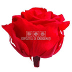 Trandafiri Criogenati PREMIUM RED (dia. 7 - 8,5cm) - Depozitul de Criogenati
