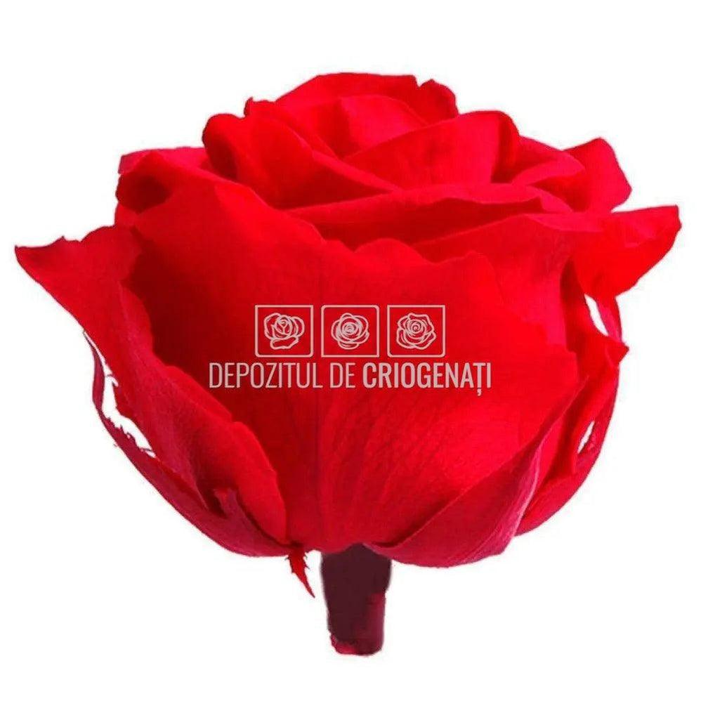 Trandafiri Criogenati PREMIUM RED (dia. 7 - 8,5cm) - Depozitul de Criogenati