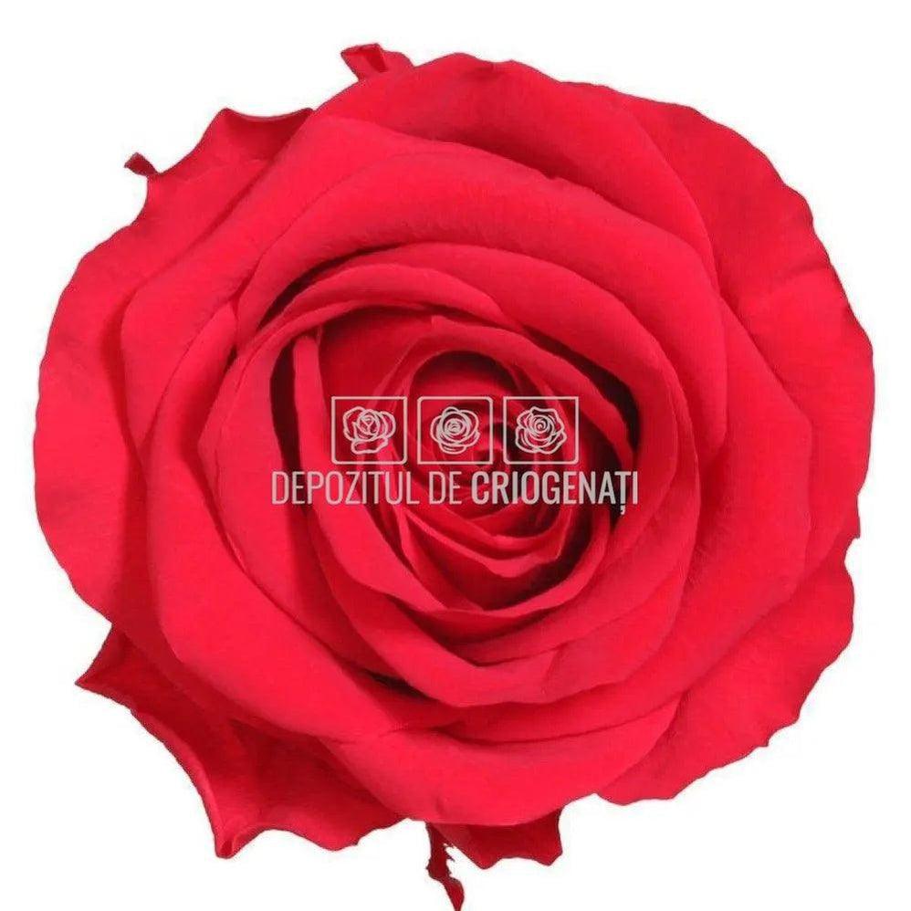 Trandafiri Criogenati PREMIUM RED (dia. 7 - 8,5cm) - Depozitul de Criogenati