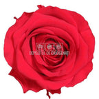 Trandafiri Criogenati PREMIUM RED (dia. 7 - 8,5cm) - Depozitul de Criogenati