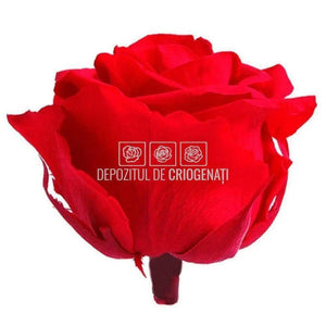 Trandafiri Criogenati PREMIUM RED (Ø7-8,5cm; set 4 buc /cutie) - DepozituldeCriogenati.ro