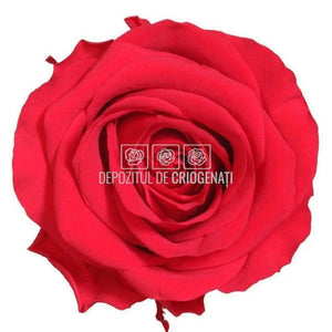 Trandafiri Criogenati PREMIUM RED (dia. 7-8,5cm; set 4 buc /cutie)