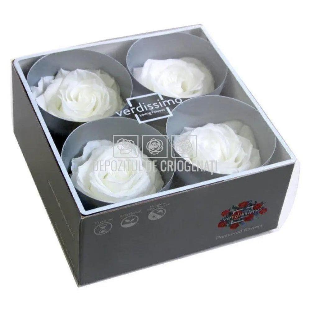 Trandafiri Criogenati PREMIUM WHITE (Ø7-8,5cm; set 4 buc /cutie) - DepozituldeCriogenati.ro