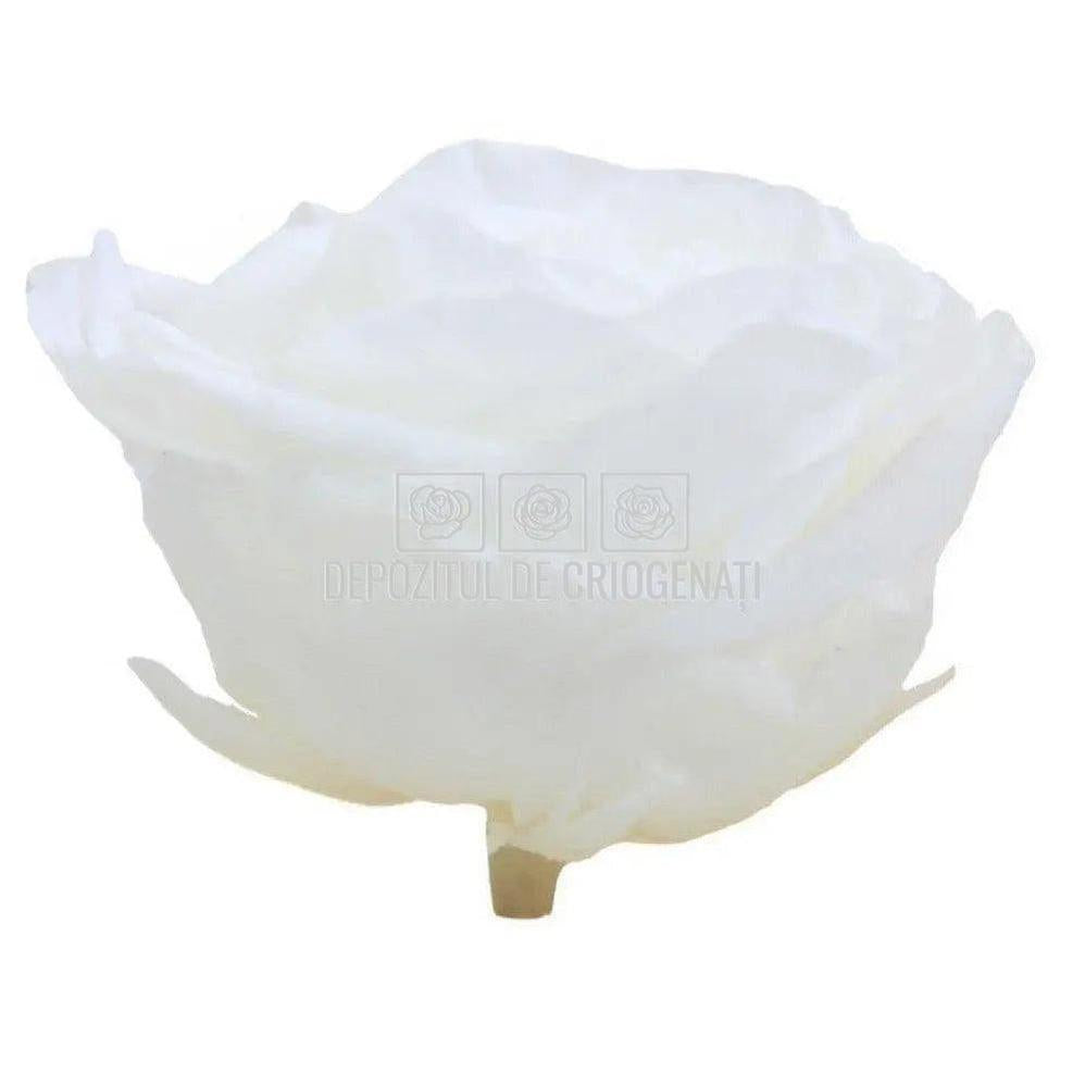 Trandafiri Criogenati PREMIUM WHITE (Ø7-8,5cm; set 4 buc /cutie) - DepozituldeCriogenati.ro