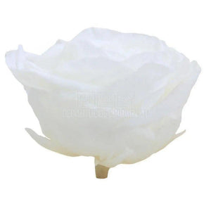 Trandafiri Criogenati PREMIUM WHITE (Ø7-8,5cm; set 4 buc /cutie) - DepozituldeCriogenati.ro