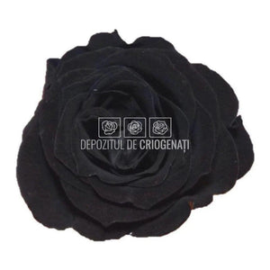 Trandafiri Criogenati PRINCESS BLACK (Ø2,5-3cm, set 16 buc /cutie) - DepozituldeCriogenati.ro