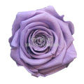 Trandafiri Criogenati PRINCESS LILA (dia. 2,5 - 3cm) - Depozitul de Criogenati