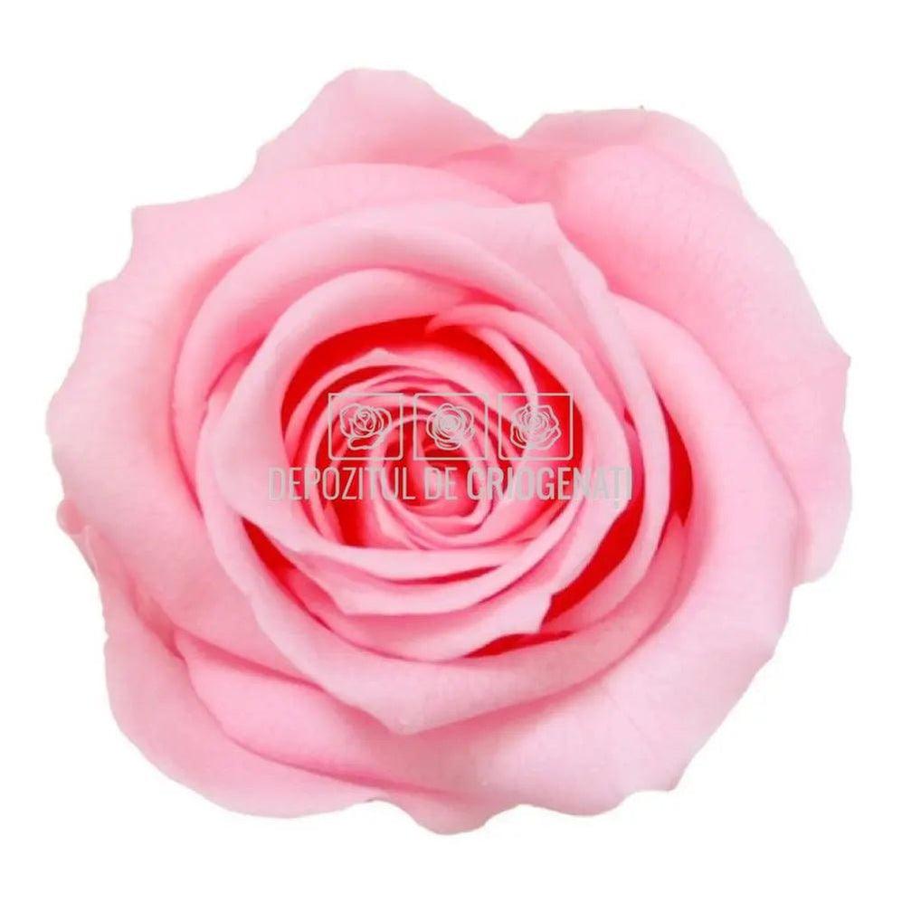 Trandafiri Criogenati PRINCESS PINK (dia. 2,5 - 3cm) - Depozitul de Criogenati