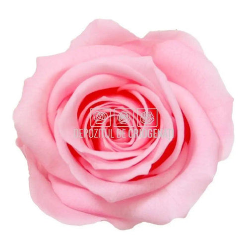Trandafiri Criogenati PRINCESS PINK (dia. 2,5 - 3cm) - Depozitul de Criogenati