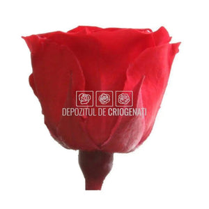 Trandafiri Criogenati PRINCESS RED (Ø2,5-3cm, set 16 buc /cutie) - DepozituldeCriogenati.ro