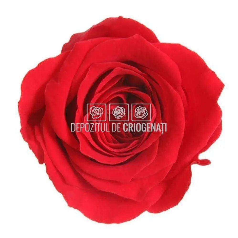 Trandafiri Criogenati PRINCESS RED (dia. 2,5-3cm, set 16 buc /cutie)