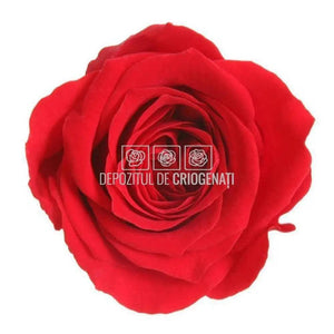 Trandafiri Criogenati PRINCESS RED (Ø2,5-3cm, set 16 buc /cutie) - DepozituldeCriogenati.ro