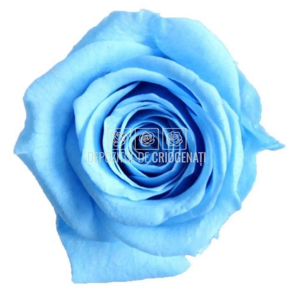 Trandafiri Criogenati PRINCESS SKY BLUE (Ø2,5-3cm, set 16 buc /cutie) - DepozituldeCriogenati.ro