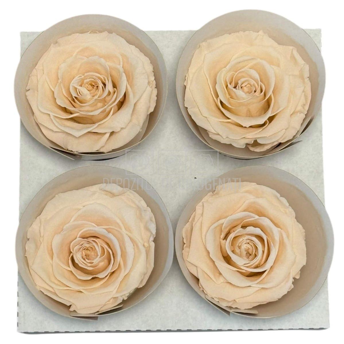 Trandafiri Criogenati RoseAmor BELLA PEA - 89 Set 4 Buc - Depozitul de Criogenati