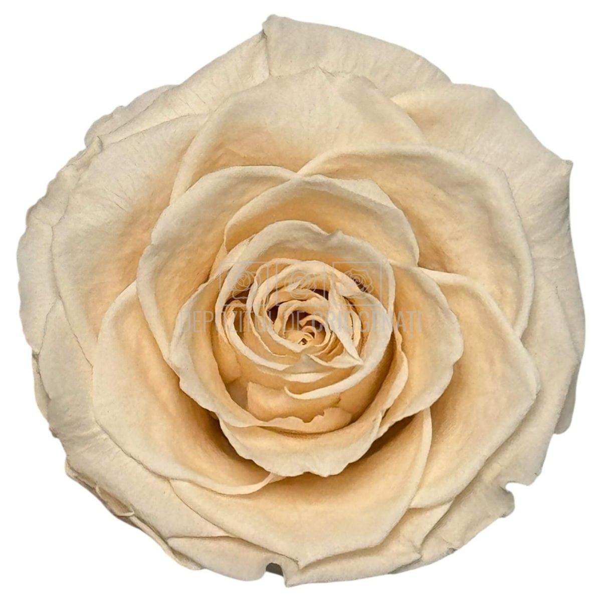 Trandafiri Criogenati RoseAmor BELLA PEA - 89 Set 4 Buc - Depozitul de Criogenati