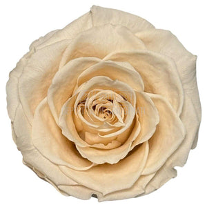 Trandafiri Criogenati RoseAmor BELLA PEA - 89 Set 4 Buc - Depozitul de Criogenati