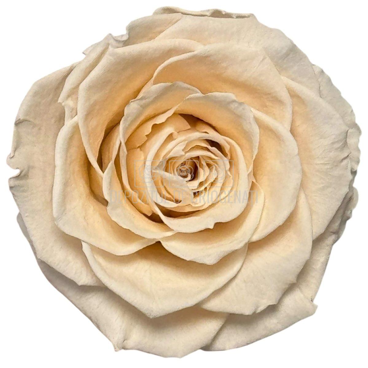 Trandafiri Criogenati RoseAmor BELLA PEA - 89 Set 4 Buc - Depozitul de Criogenati